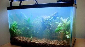 水族造景美學 居家魚缸設計效果圖鑒賞與靈感指南