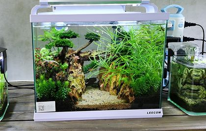 廣州圓形錦鯉生態魚缸造景 問初為您打造流動的東方詩意畫卷
